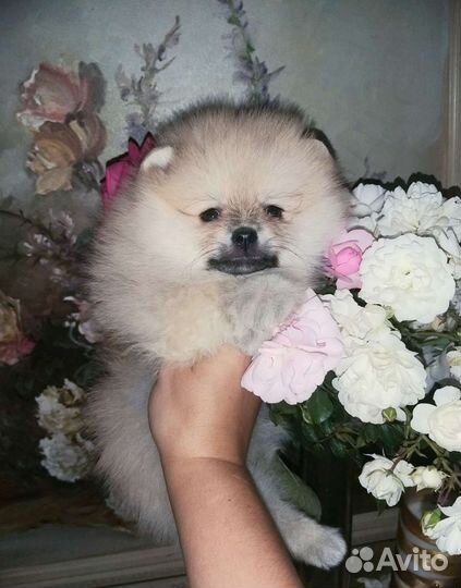 Крем Соболь Девочка Померанский шпиц