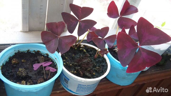 Кислица оксалис пурпурный