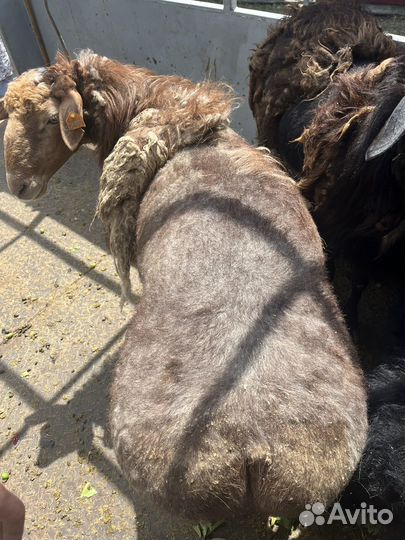Овцы бараны