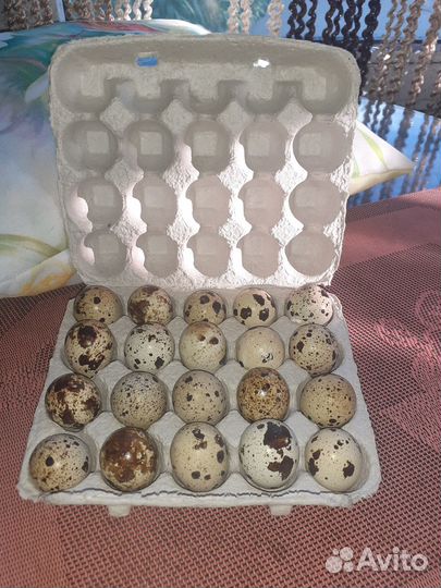 Яйца перепелиные/мясо перепелки