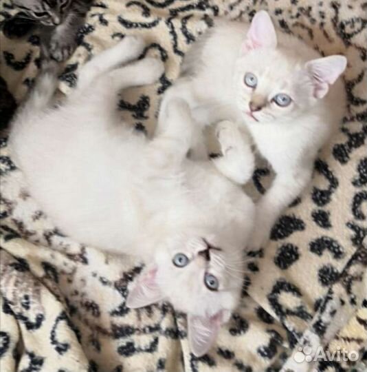 Бенгальские котята