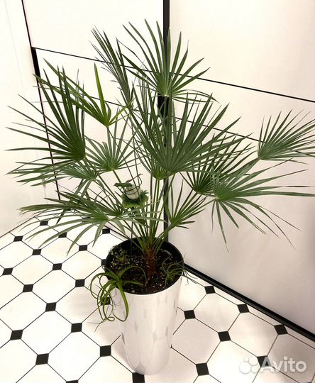 Пальмы : Хамеропс, Финик Канарский. Фикус Лирата