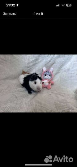 Морская свинки