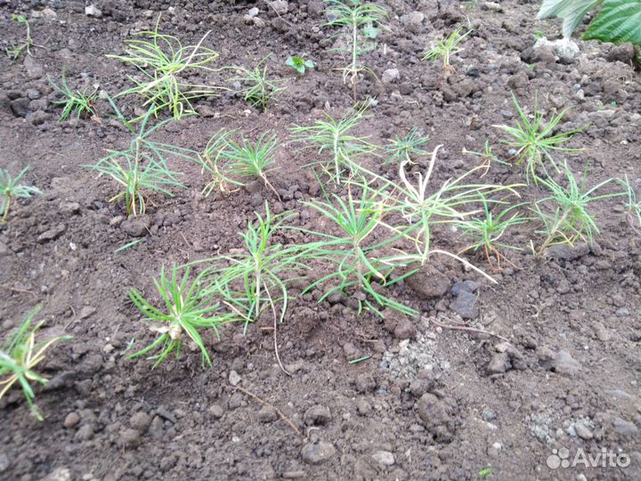 Лиственница Даурская