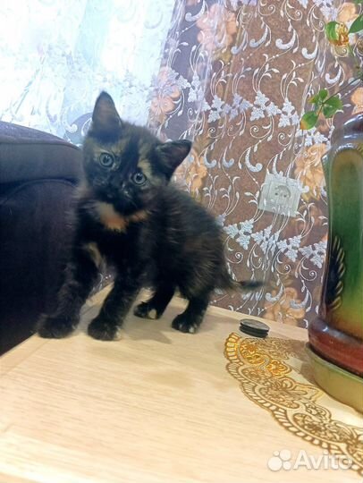 Кошка в дар