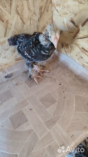 Молодые петушки