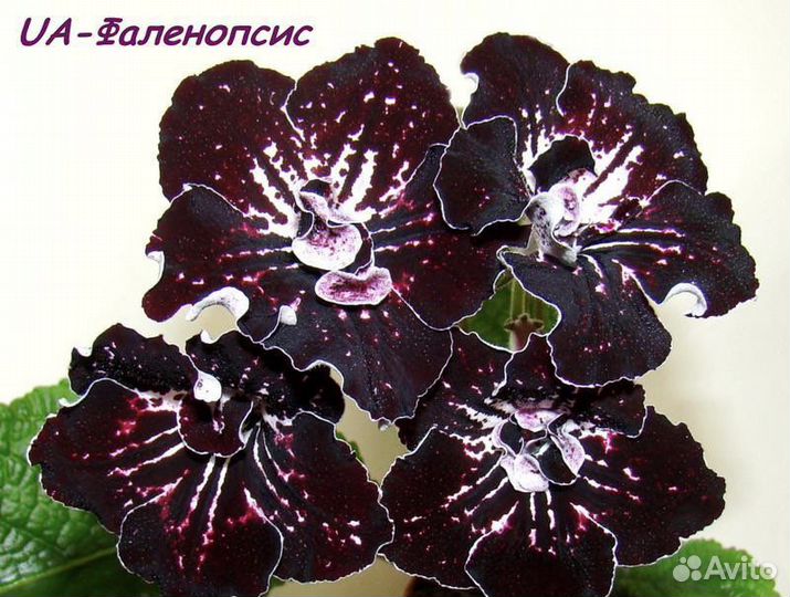 Стрептокарпусы