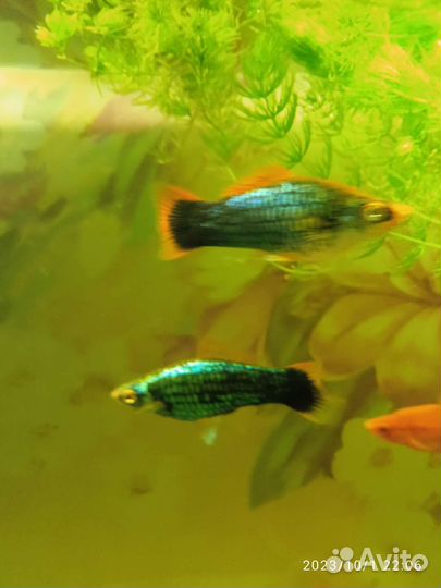 Самки меченосцев