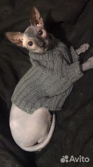 Канадский сфинкс