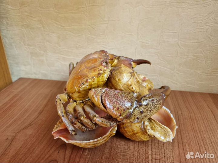 Краб на ракушах