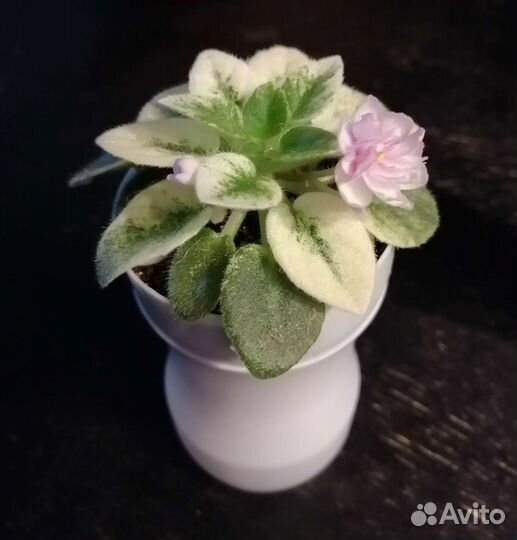 Сортовые фиалки мини