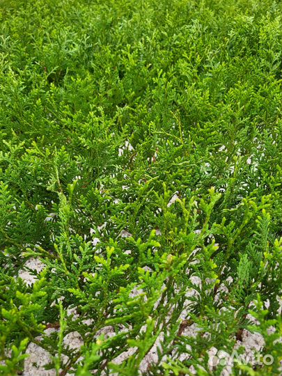 Перегной лежалый 2г, чернозем сорт 1, торфосмесь