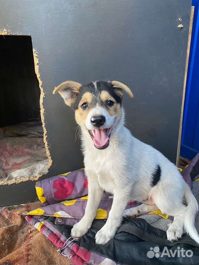 Щенок в добрые руки