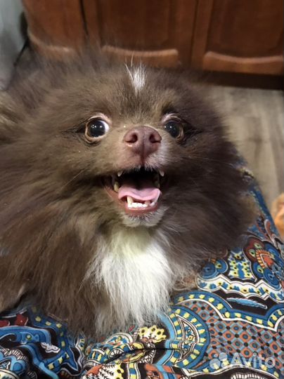 Шоколадный шпиц Мишутка