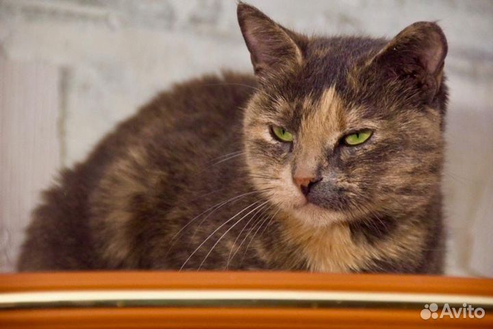 Дуняша - нежная кошечка