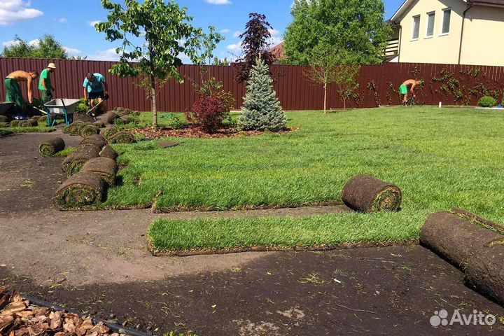 Газон рулонный, укладка рулонного газона