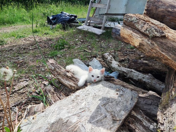 Белый котёнок