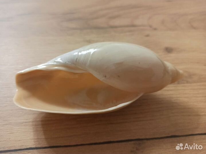 Морская раковина