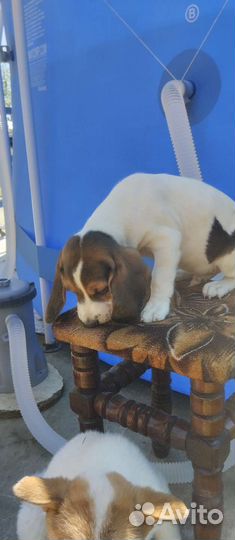 Щенки породы Бигль