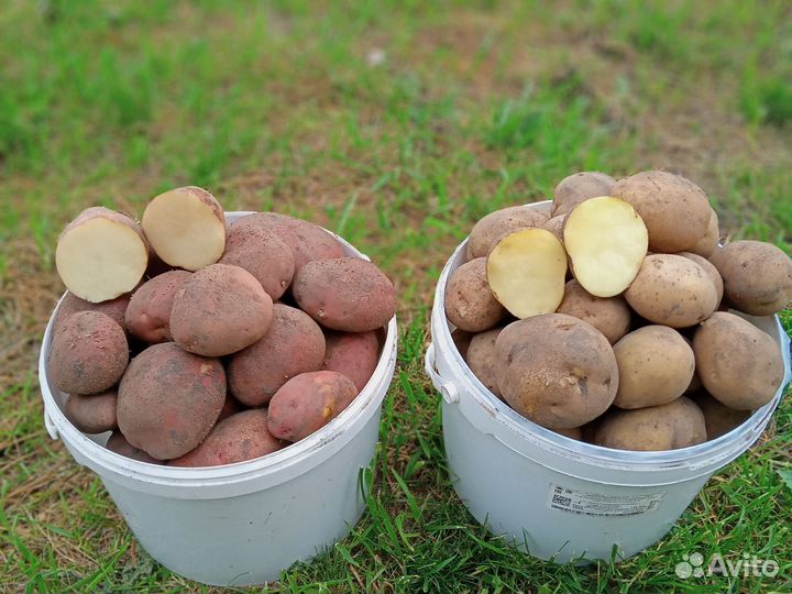 Продукты питания