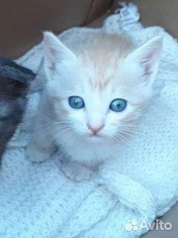 Шотландские вислоухие котята мальчики