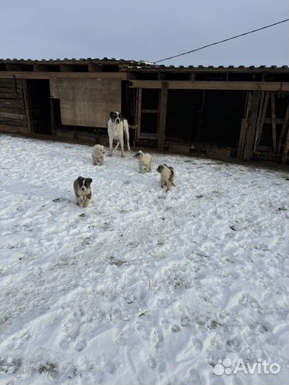 Щенки сао алабай