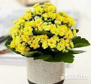 Каланхоэ жёлтое обильно цветущее