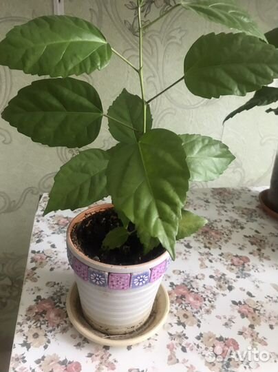 Гибискус китайская роза