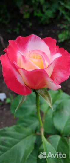 Букет роз, лилий