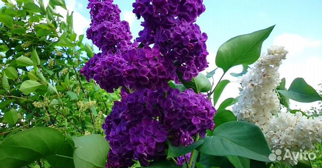 Каллы Канны Сирень саженцы разного цвета