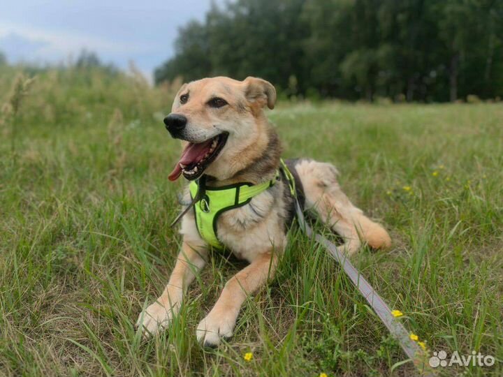 Мартуся ищет дом