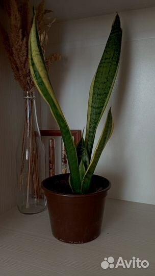 Сансевьера золотистая