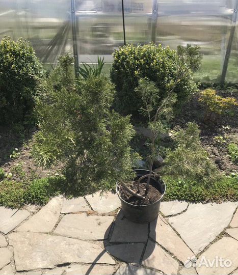 Можжевельник казацкий