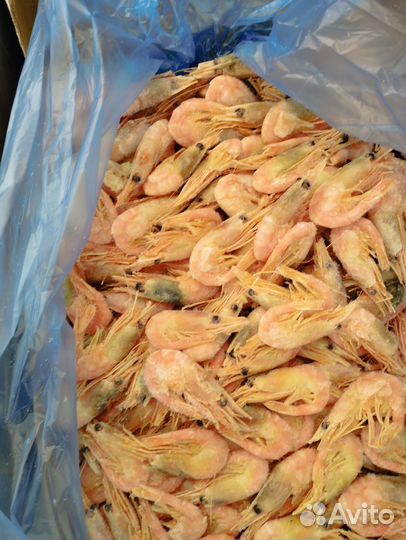 Креветка северная