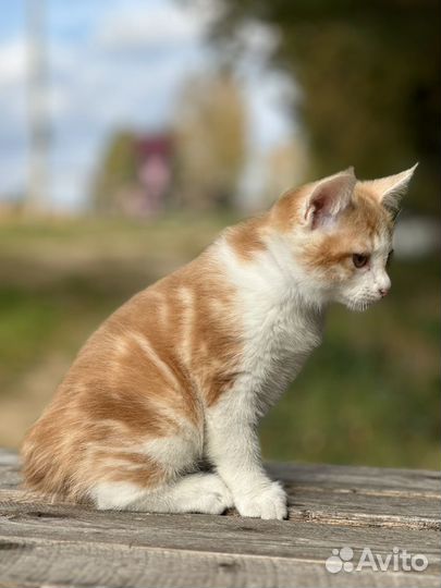 Котик Солнце, рыжий кш курильский бобтейл