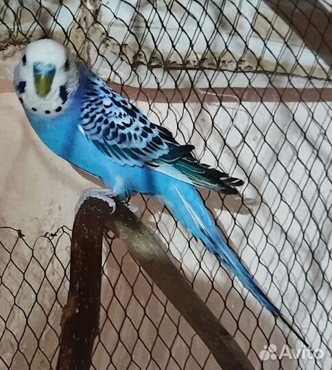 Волнистый попугай самец и самка с большой клеткой