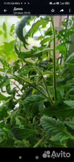 Рассада томатов и огурцов