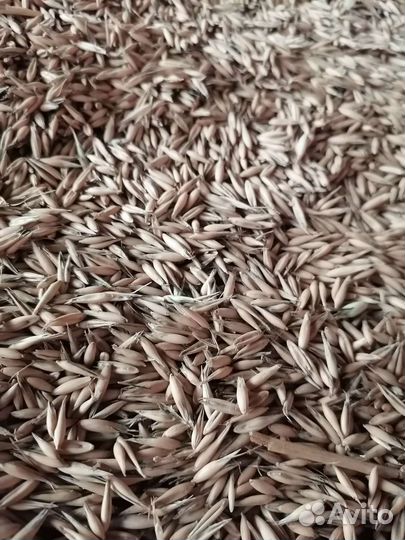 Зерно пшеница. Овес