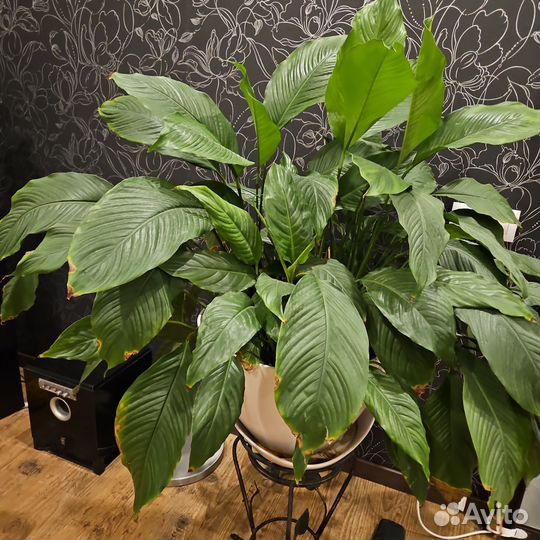 Комнатные цветы