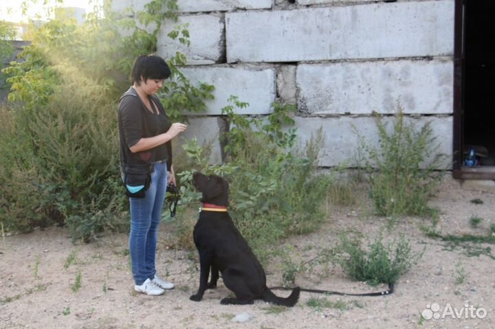 Дрессировка собак в Клубе Служебного Собаководства