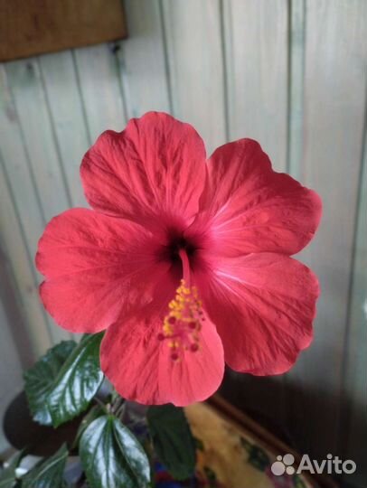 Гибискус китайская роза