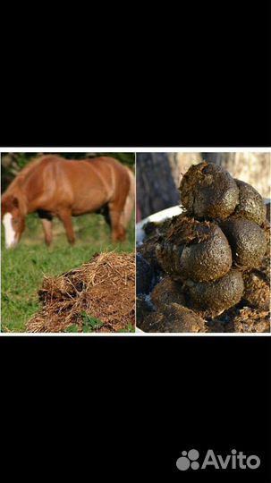 Навоз перегной конский и коровий торф чернозём