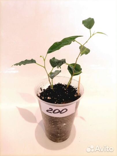 Фикус Моник