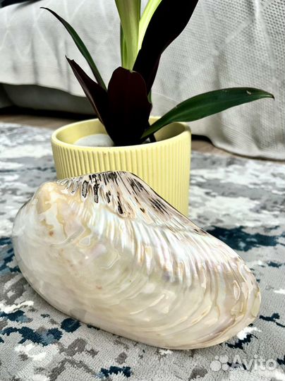 Ракушка морская