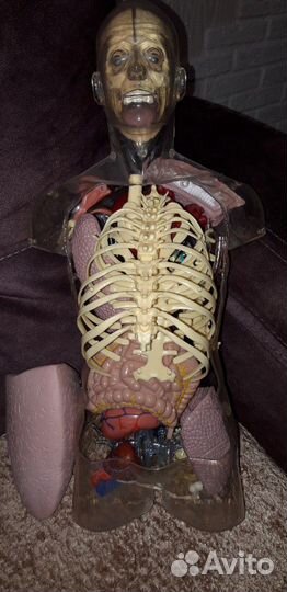 Анатомическая модель 