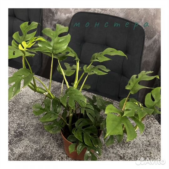 Комнатные растения, филодендрон,дифенбахия