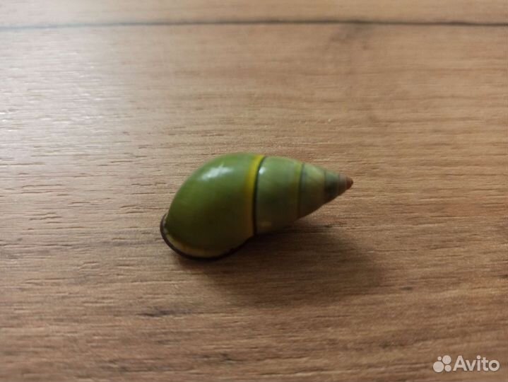 Морская раковина