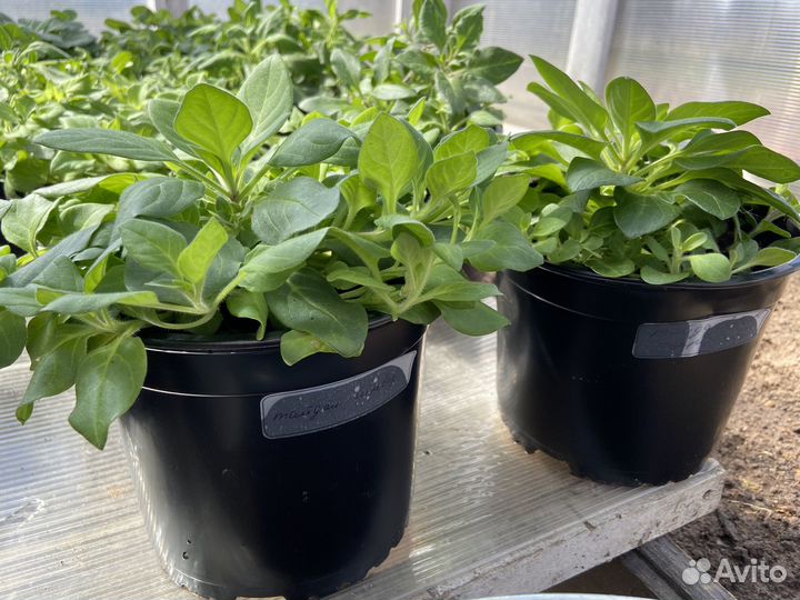 Рассада петунии