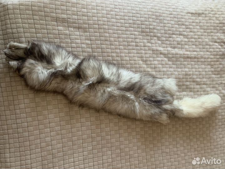 Шкурка животного