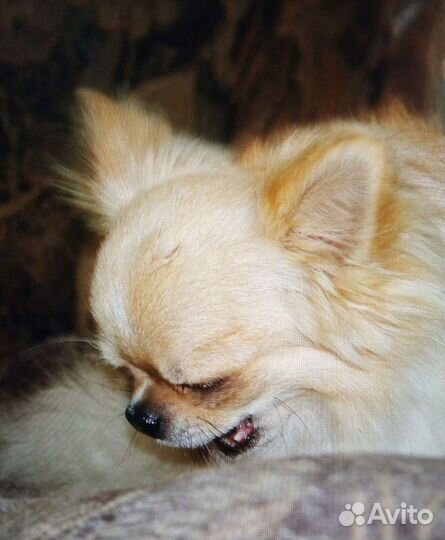 Пять кобелей мини и стандарт для вязок